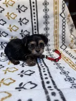 Annie (red), a female Yorkshire Terrier for sale in Sacramento, CA – Photo 2 of 3