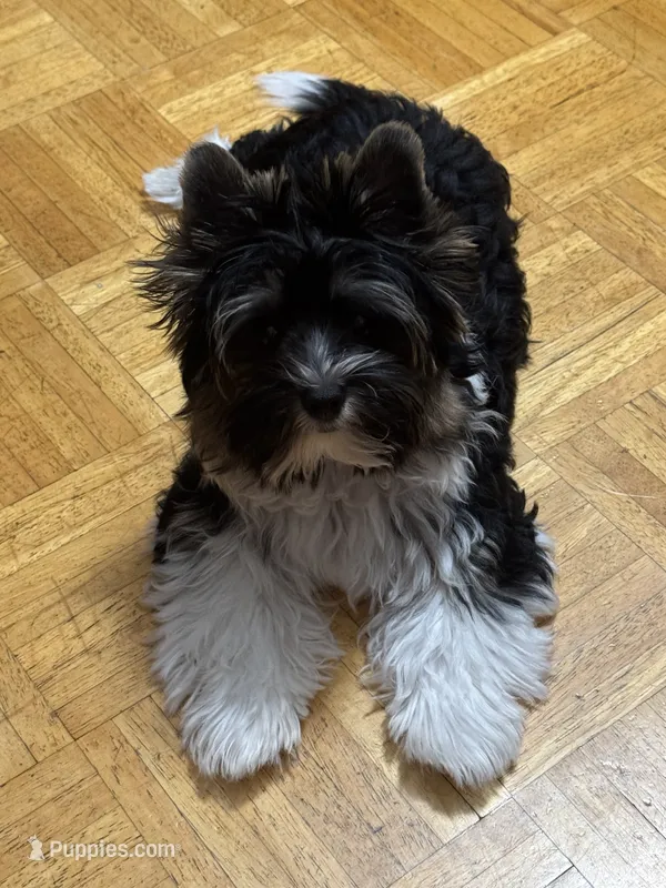 Lucky (AKC Biewer)  – Yorkshire Terrier, Biewer puppy for sale in Sacramento, CA