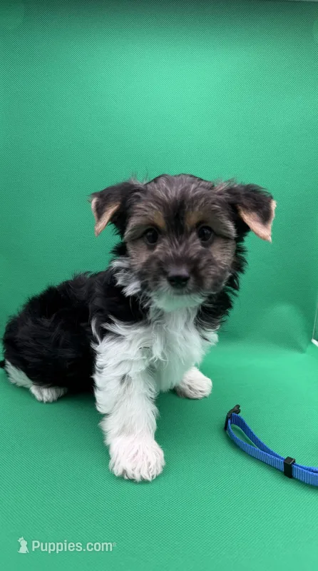 Lucky – Yorkshire Terrier, Biewer puppy on hold in Sacramento, CA