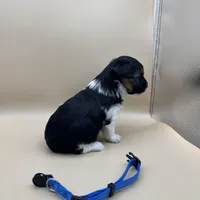 Lucky, a male Yorkshire Terrier and Biewer for sale in Sacramento, CA – Photo 3 of 3