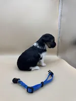 Royal, a male Yorkshire Terrier and Biewer for sale in Sacramento, CA – Photo 3 of 3