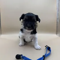 Lucky, a male Yorkshire Terrier and Biewer for sale in Sacramento, CA – Photo 2 of 3