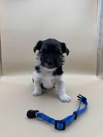 Royal, a male Yorkshire Terrier and Biewer for sale in Sacramento, CA – Photo 2 of 3