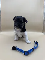 Royal, a male Yorkshire Terrier and Biewer for sale in Sacramento, CA – Photo 1 of 3