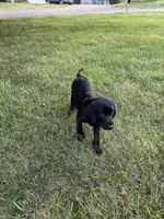 Black female (Ivy), a female Labrador Retriever for sale in Woodville, VA – 4 of 4