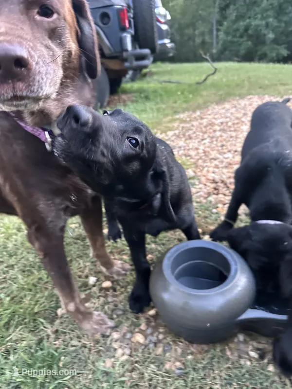 Make Black Labrador retriever – Labrador Retriever puppy for sale in Woodville, VA
