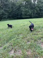 Make Black Labrador retriever, a male Labrador Retriever for sale in Woodville, VA – 8 of 9