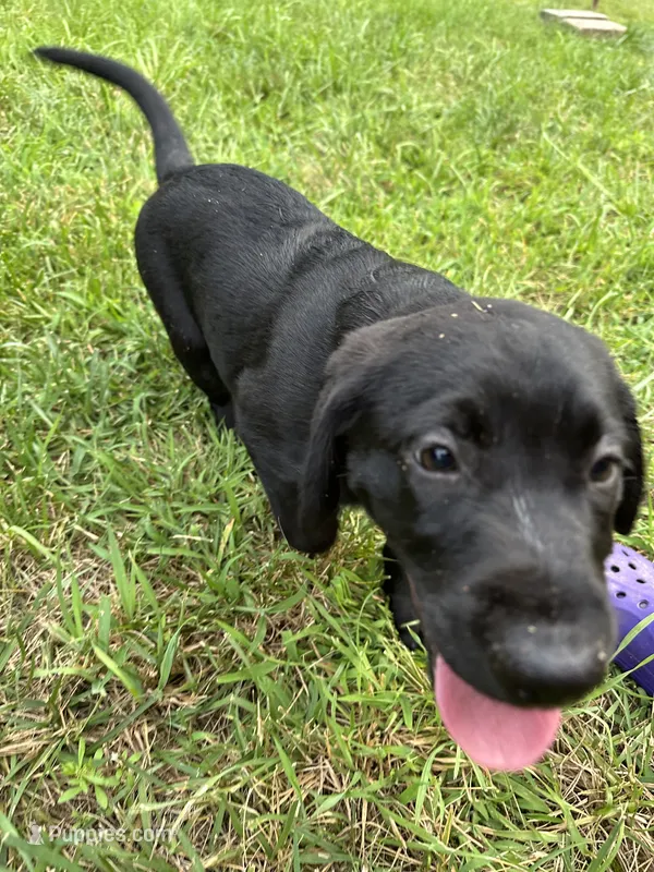 Make Black Labrador retriever – Labrador Retriever puppy for sale in Woodville, VA