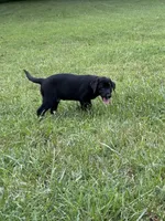 Make Black Labrador retriever, a male Labrador Retriever for sale in Woodville, VA – 2 of 9