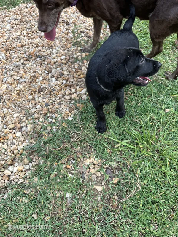 Black female #1 – Labrador Retriever puppy for sale in Woodville, VA
