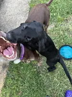 Black female (Ivy), a female Labrador Retriever for sale in Woodville, VA – 3 of 4
