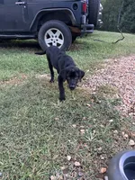 Male Black Labrador retriever, a male Labrador Retriever for sale in Woodville, VA – 8 of 8