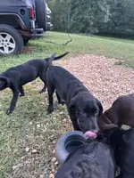 Male Black Labrador retriever, a male Labrador Retriever for sale in Woodville, VA – 7 of 8