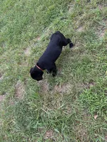 Make Black Labrador retriever, a male Labrador Retriever for sale in Woodville, VA – 6 of 9