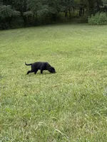 Make Black Labrador retriever, a male Labrador Retriever for sale in Woodville, VA – 3 of 9