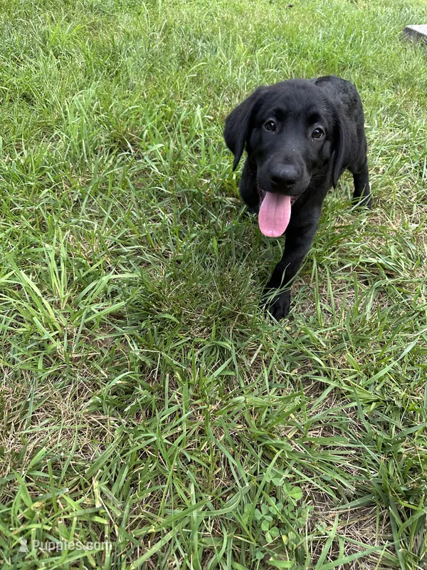 Black lab male #2 – Labrador Retriever puppy for sale in Woodville, VA
