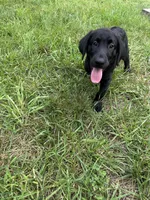 Black lab male #2, a male Labrador Retriever for sale in Woodville, VA – 1 of 1
