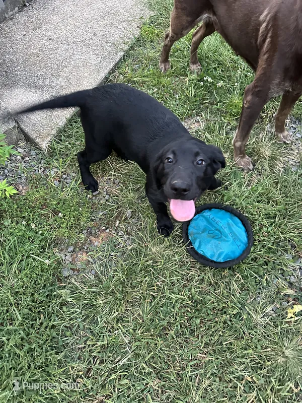 Black female #1 – Labrador Retriever puppy for sale in Woodville, VA