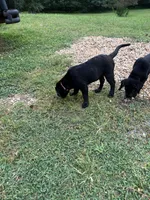 Black lab female #2, a female Labrador Retriever for sale in Woodville, VA – 1 of 2