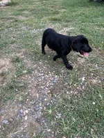 Black lab female #2, a female Labrador Retriever for sale in Woodville, VA – 2 of 2