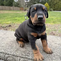 Puppy two, a male Doberman Pinscher for sale in Puyallup, WA – Photo 2 of 3