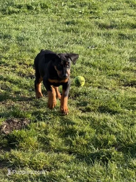 Puppy two – Doberman Pinscher puppy for sale in Puyallup, WA