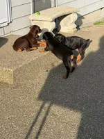 Puppy 1, a male Doberman Pinscher for sale in Puyallup, WA – Photo 3 of 4