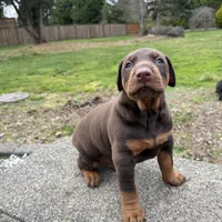 Puppy 1, a male Doberman Pinscher for sale in Puyallup, WA – Photo 1 of 4