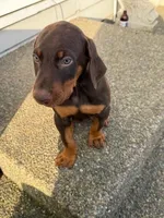 Puppy 1, a male Doberman Pinscher for sale in Puyallup, WA – Photo 2 of 4