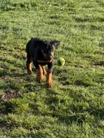 Puppy three, a male Doberman Pinscher for sale in Puyallup, WA – Photo 2 of 4