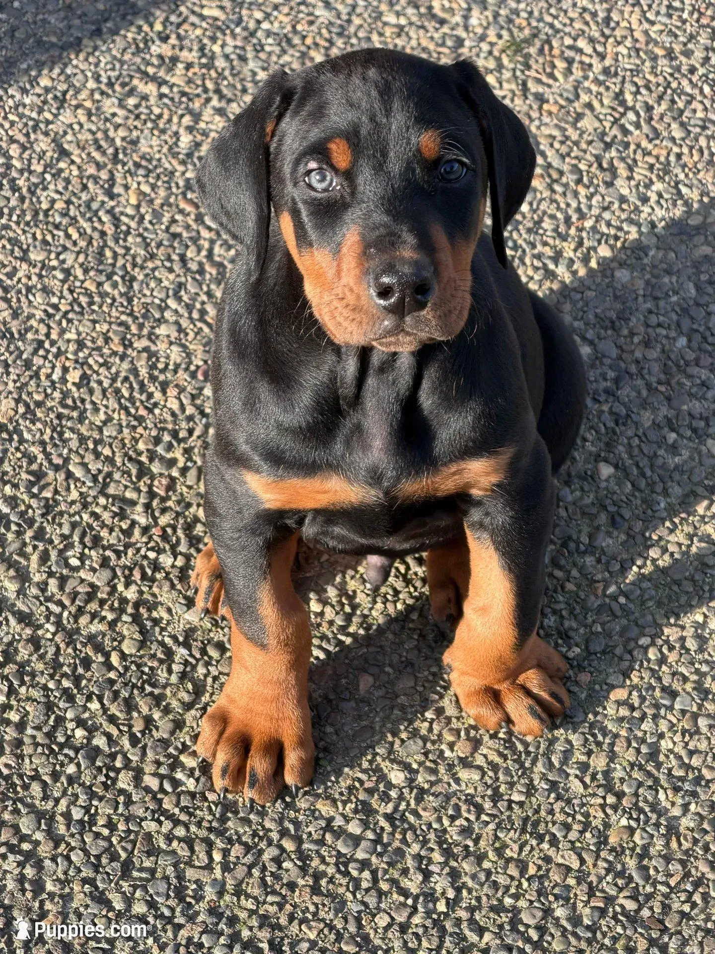 Puppy three – Doberman Pinscher puppy for sale in Puyallup, WA