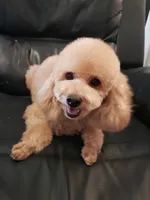 Lucy, a female Poodle - Miniature  for sale in Henderson, NV – 3 of 5