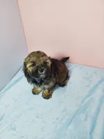 Milo, a male Shihpoo for sale in Henderson, NV – 2 of 4