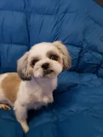 Joey, a female Shih Tzu for sale in Henderson, NV – 3 of 3
