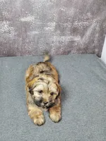 Gizmo, a male Shihpoo for sale in Henderson, NV – 2 of 5