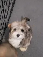 Sunny, a female Shihpoo for sale in Henderson, NV – 2 of 2