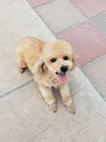Lucy, a female Poodle - Miniature  for sale in Henderson, NV – 5 of 5