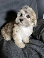Joy, a female Shihpoo for sale in Henderson, NV – 5 of 5