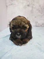 Milo, a male Shihpoo for sale in Henderson, NV – 2 of 5