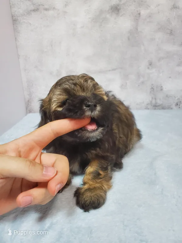 Milo – Shihpoo puppy for sale in Henderson, NV