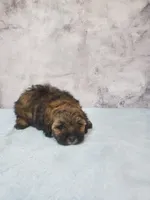 Milo, a male Shihpoo for sale in Henderson, NV – 4 of 5