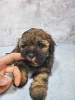 Milo, a male Shihpoo for sale in Henderson, NV – 5 of 5