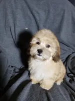 Sam, a male Shihpoo for sale in Henderson, NV – 3 of 5