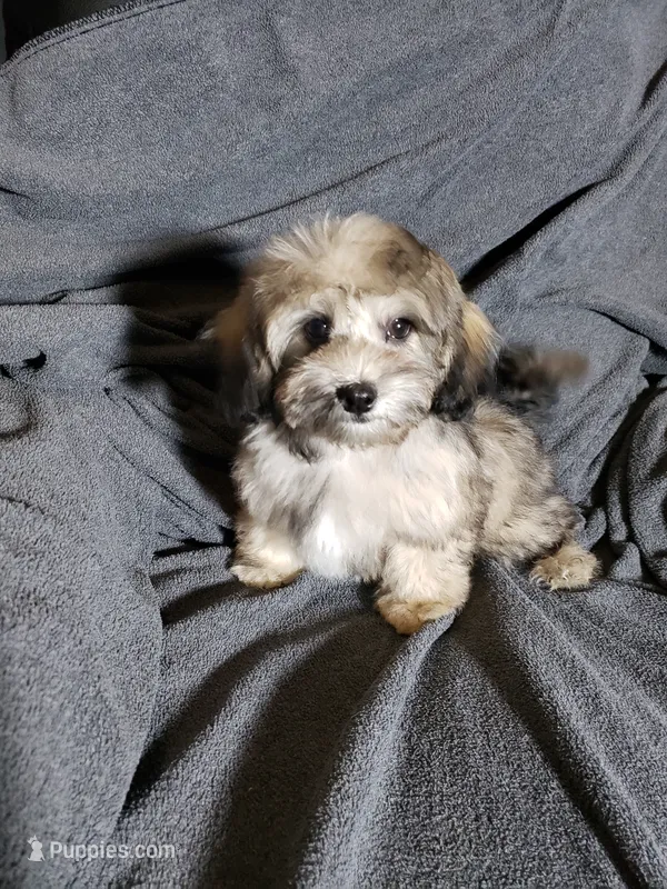 Tom – Shihpoo puppy for sale in Henderson, NV