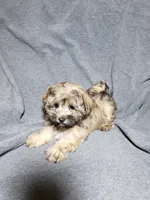 Gizmo, a male Shihpoo for sale in Henderson, NV – 4 of 5