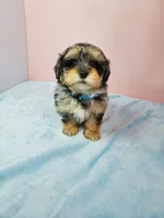 Bella, a female Shihpoo for sale in Henderson, NV – 1 of 5