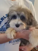 Sunny, a female Shihpoo for sale in Henderson, NV – 2 of 2