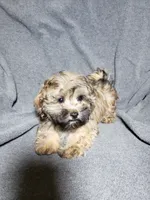 Gizmo, a male Shihpoo for sale in Henderson, NV – 5 of 5