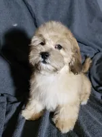 Sam, a male Shihpoo for sale in Henderson, NV – 1 of 5