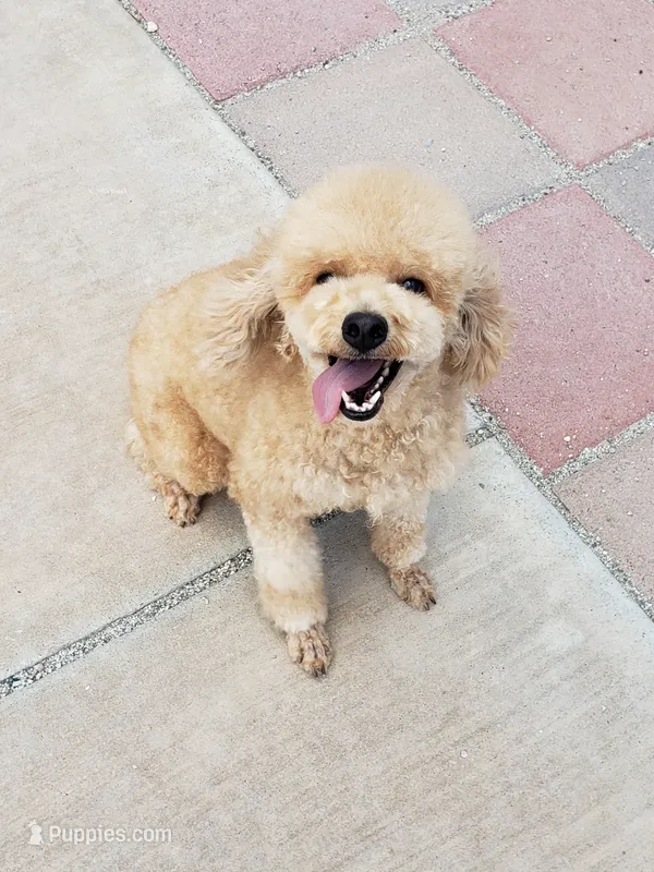 Lucy – Poodle - Miniature  puppy for sale in Henderson, NV